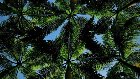 All deliveries are carbon neutral | Heiwa Slipper