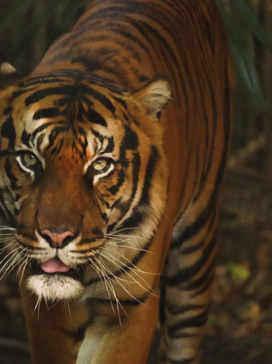 Pantofole Tatami āTigre Biancaā ā Suola in feltro di lana nera | Fatte a mano in Giappone